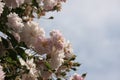 Close up of pale pink blossoms of rambler or climbing roses against pale blue sky on blurred background., dreamy inflorescence  in Royalty Free Stock Photo