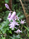 Pale pink bluebell flowers in full bloom.