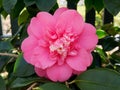 Pale pink camellia flower