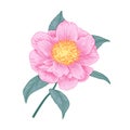 Pale pink camellia semi double form flower