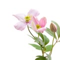 Pale pink clematis, Royalty Free Stock Photo