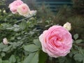 Pale pink climbing bush roses, rose flowers Royalty Free Stock Photo