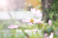 Pale pink cosmos flower garden Royalty Free Stock Photo