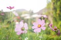 Pale pink cosmos flower garden Royalty Free Stock Photo