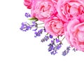 Pink curly roses and lavender in the corner isolated on white Royalty Free Stock Photo