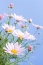 Pale pink daisies Royalty Free Stock Photo