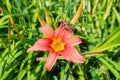 Pale pink daylilies flowers or Hemerocallis. Daylilies on green leaves background. Flower beds with flowers in garden. Royalty Free Stock Photo