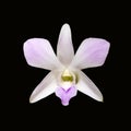 Pale pink dendrobium orchid flower isolated Royalty Free Stock Photo