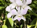 Pale pink dendrobium orchid flowers, outdoor Royalty Free Stock Photo