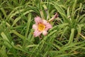 1 pale pink flower of Hemerocallis fulva in July