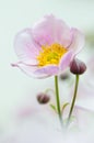 Pale pink flower Japanese anemone, close-up