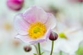 Pale pink flower Japanese anemone