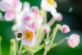 Pale pink flower Japanese anemone, close-up