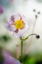 Pale pink flower Japanese anemone