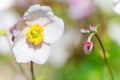 Pale pink flower Japanese anemone, close-up