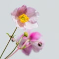 Pale pink flower Japanese anemone, close-up