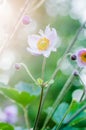 Pale pink flower Japanese anemone, close-up. Note: Shallow depth