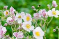 Pale pink flower Japanese anemone, close-up. Note: Shallow depth