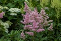 Pale pink flower plumes of astilbe plant Royalty Free Stock Photo