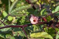 Pale pink flower on a Roselle bush (hibiscus sabdariffa) Royalty Free Stock Photo