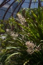 Pale pink flower stems of a helmholtzia glaberrima or stream lily Royalty Free Stock Photo