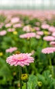 Pale pink flowering Gerbera bloom with a yellow heart from close Royalty Free Stock Photo