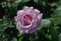 Pale Pink Flowering Rose Blossom in a Garden Royalty Free Stock Photo