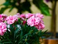 Pale pink flowers of Carnation in a basket Royalty Free Stock Photo
