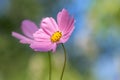 Pale pink flowers on colorful background . Two romantic flower cosmos in the garden in the open air Royalty Free Stock Photo