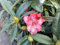 Rhododendron yakushimanum `Surrey Heath` Royalty Free Stock Photo