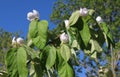 Pale pink flowers and foliage of Cydonia oblonga Royalty Free Stock Photo