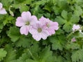 Geranium `Dreamland`