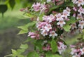 Pale pink flowers of Kolkwitzia amabilis 2