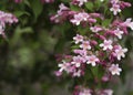 Pale pink flowers of Kolkwitzia amabilis