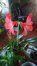 Pale pink flowers lilies in the home country of the interio