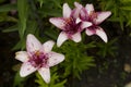 Pale pink flowers lilies. Royalty Free Stock Photo