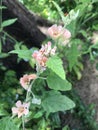 Pale pink flowers of the Rose Malva plant (Sphaeralcea bonariensis