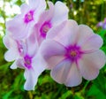 Pale pink garden phlox flowers blooming in the afternoon sun