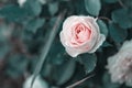 Pale pink garden rose bud on a background of green foliage Royalty Free Stock Photo