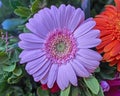 Pale pink Gerber daisy closeup Royalty Free Stock Photo