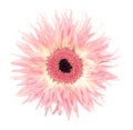 Pale pink Gerber, Gerbera spider daisy isolated on white background. Gerbera jamesonii. Royalty Free Stock Photo