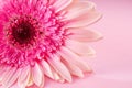 Pale pink gerbera flower with a bright pink center on a pink background Royalty Free Stock Photo