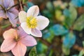 Pale pink hellebore flowers with copy space