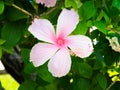 Pale pink hibiscus flowers on a green background in a tropical garden