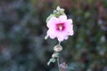 Pale pink hollyhock