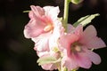 Pale Pink Hollyhocks alcea