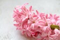Pale pink hyacinth, cut flower, fragrant hyacinth, flower with lots of small flowers, spring flowers Royalty Free Stock Photo
