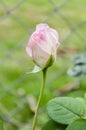Hibrid Sweet Rose Royalty Free Stock Photo