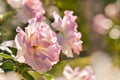 Pale pink hybrid tea roses in rose garden
