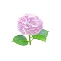 Pale pink hydrangea or hortensia flower closeup isolated on white. Transparent png additional format Royalty Free Stock Photo